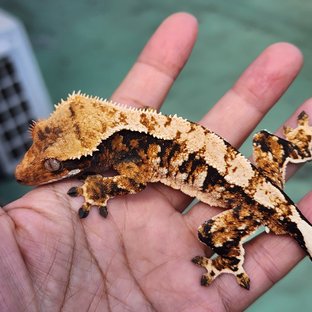 트라이 익스트림할리퀸 텐저린 몬코사 화이트핀