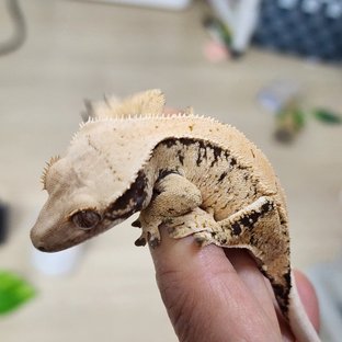 Drippy White Spot Kawaa