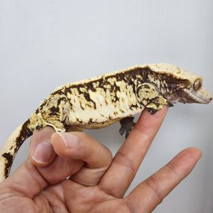 앵두