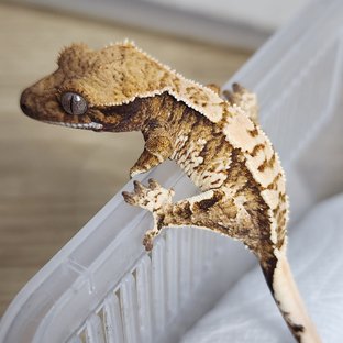 트라이 익스트림할리퀸 화이트스팟 드리피