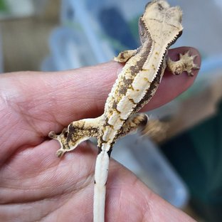 트라이 익스트림할리퀸 화이트스팟