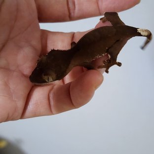 벅스킨 다크 팬텀