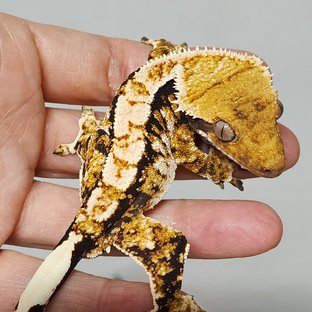 Tri Extreme Harlequin Tangerine Barb Moncosa White Pin