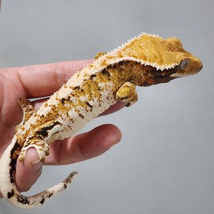 트라이 익스트림할리퀸 바브 몬코사 화이트핀