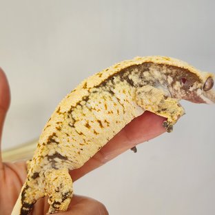 체리