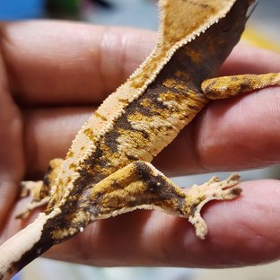 트라이 익스트림할리퀸 화이트스팟 텐저린