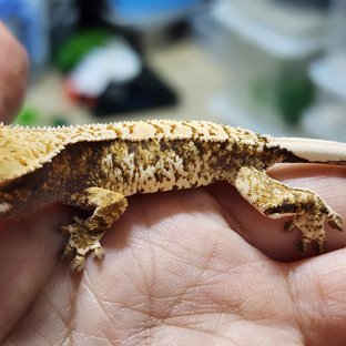 트라이 익스트림할리퀸 화이트스팟 젠젝스