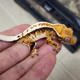 Tri Extreme Harlequin Tangerine White Pin