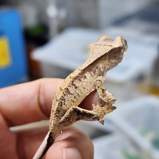 Drippy White Spot White Porthole Kawaa