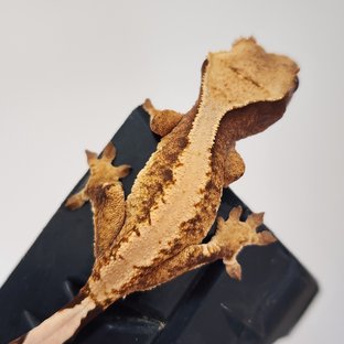 드리피 화이트스팟 솔리드백 카와 익스트림할리퀸