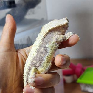 태디