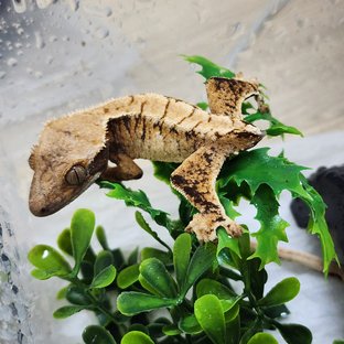 White Spot Kawaa Drippy Tri Extreme Harlequin