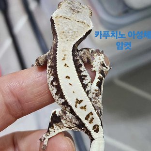 동배