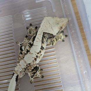 윈터