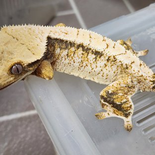 윈터 백설