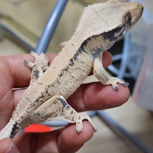 드리피 화이트스팟 카와