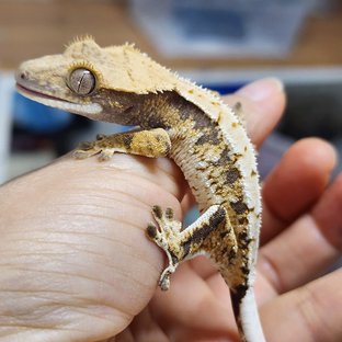 Tri Extreme Harlequin White Spot