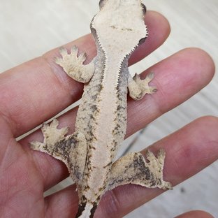 Drippy White Spot Solid Back Kawaa Extreme Harlequin