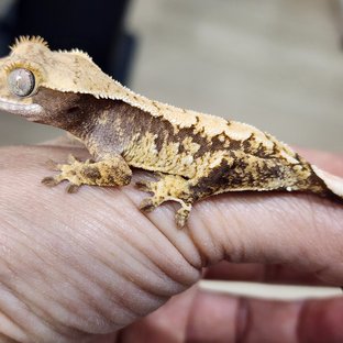 트라이 익스트림할리퀸 화이트스팟 화이트포트홀