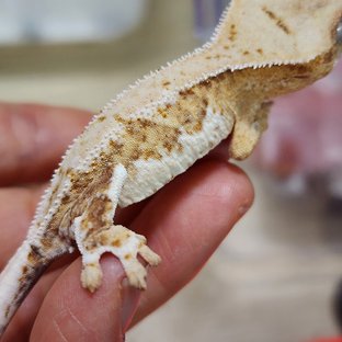 릴리100%헷아잔틱 팬텀