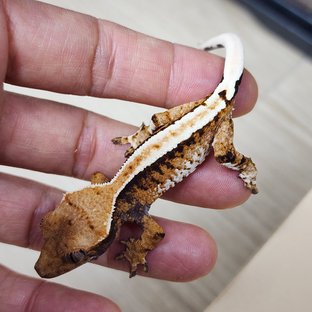 Tri Extreme Harlequin White Pin