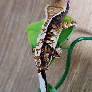 트라이 익스트림할리퀸 텐저린 바브 몬코사 화이트핀
