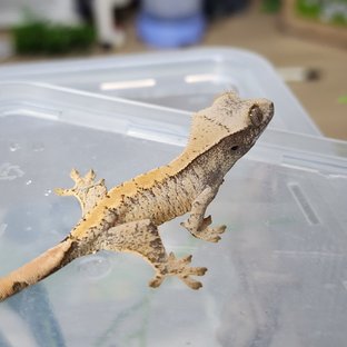 화이트스팟 드리피