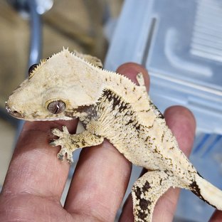 화이트스팟 카와 화이트포트홀