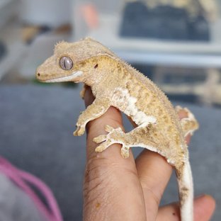 릴리100%헷아잔틱 팬텀