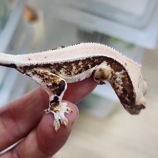 릴리화이트 풀핀 카와