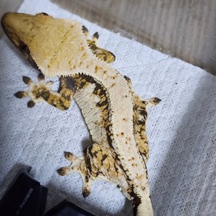 앵두 루이 6.27