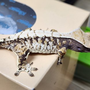 Tri Extreme Harlequin White Porthole White Spot