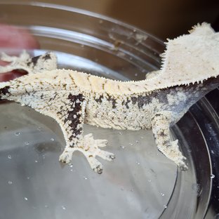 White Spot Kawaa White Porthole