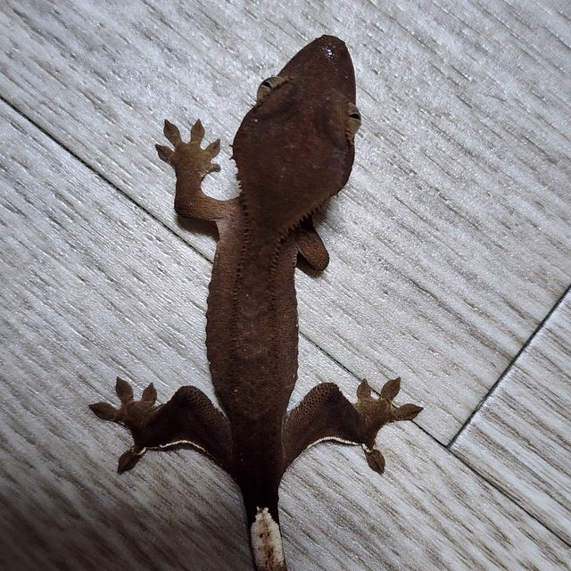 벅스킨 다크 팬텀
