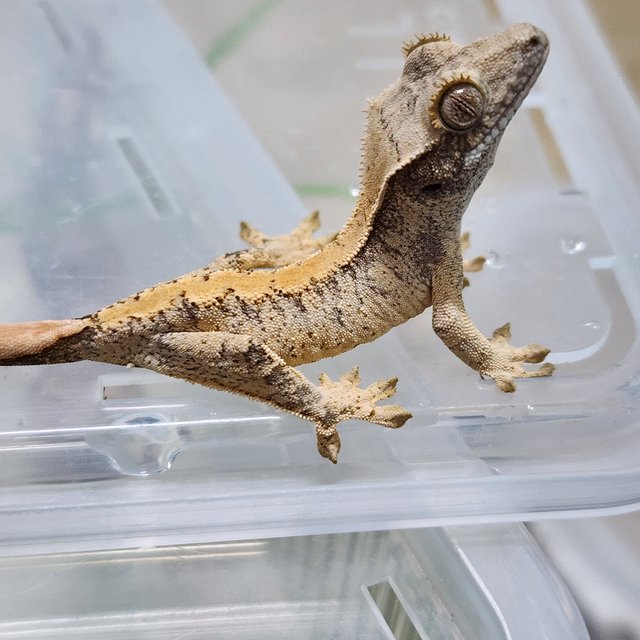 화이트스팟 드리피