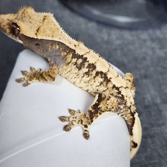 트라이 익스트림할리퀸 화이트포트홀 화이트스팟