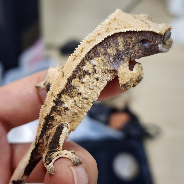 트라이 익스트림할리퀸 화이트스팟