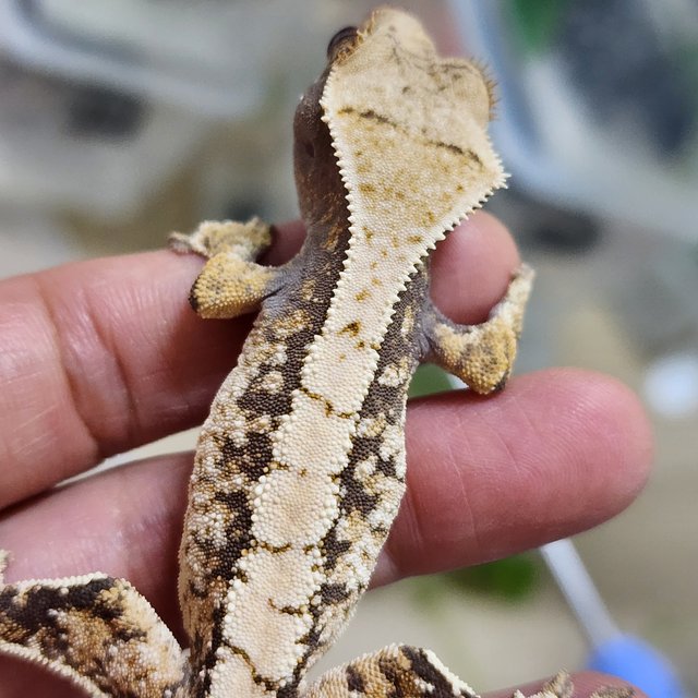 트라이 익스트림할리퀸 화이트포트홀 화이트스팟