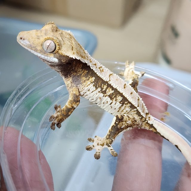 트라이 익스트림할리퀸 화이트핀 바브