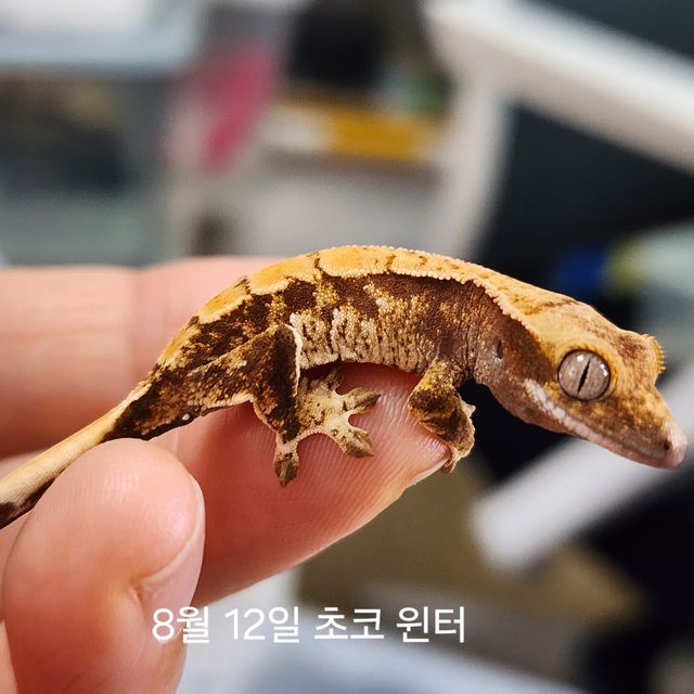 트라이 익스트림할리퀸 화이트스팟 화이트포트홀 카와