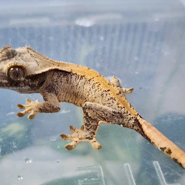 화이트스팟 드리피