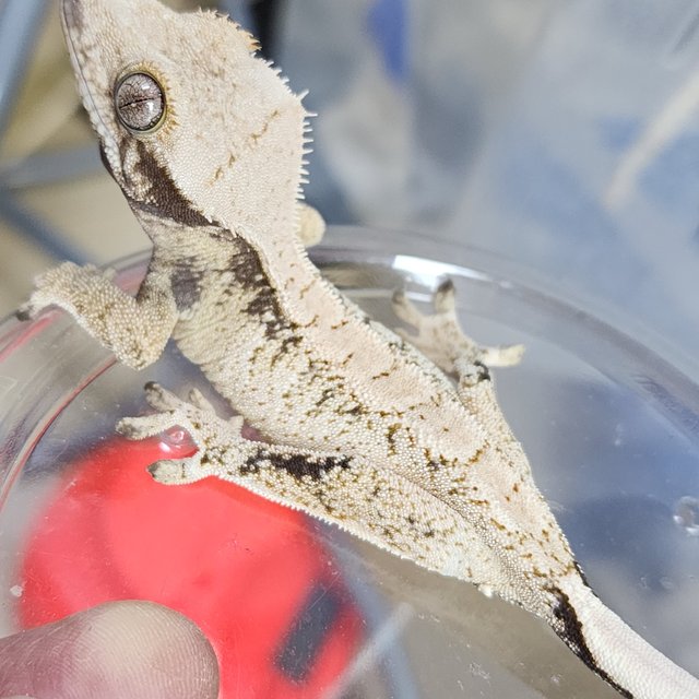 드리피 화이트스팟 화이트포트홀 카와