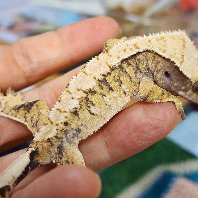 트라이 익스트림할리퀸