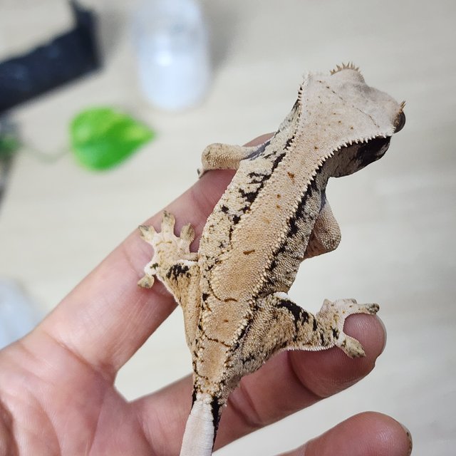 드리피 화이트스팟 카와