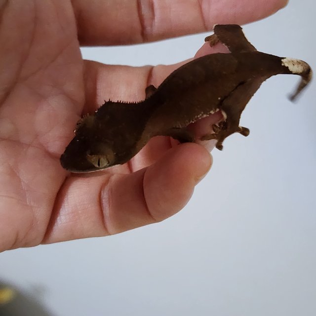 벅스킨 다크 팬텀