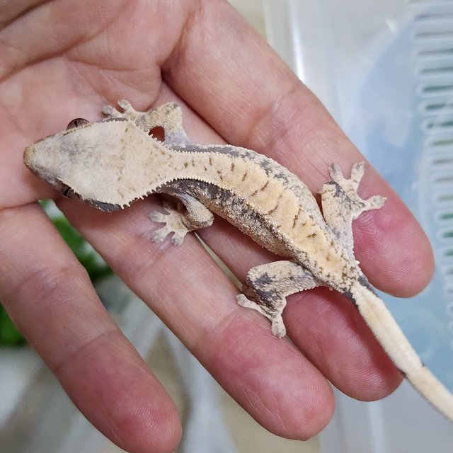 화이트스팟 카와 화이트포트홀