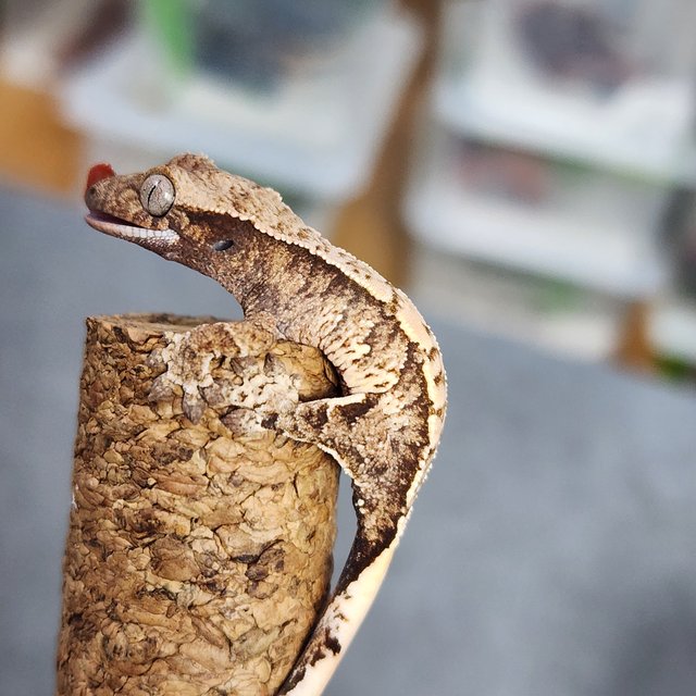 트라이 익스트림할리퀸 화이트스팟 드리피