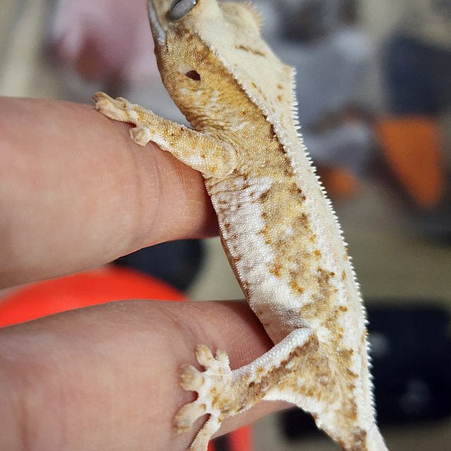 릴리100%헷아잔틱 팬텀