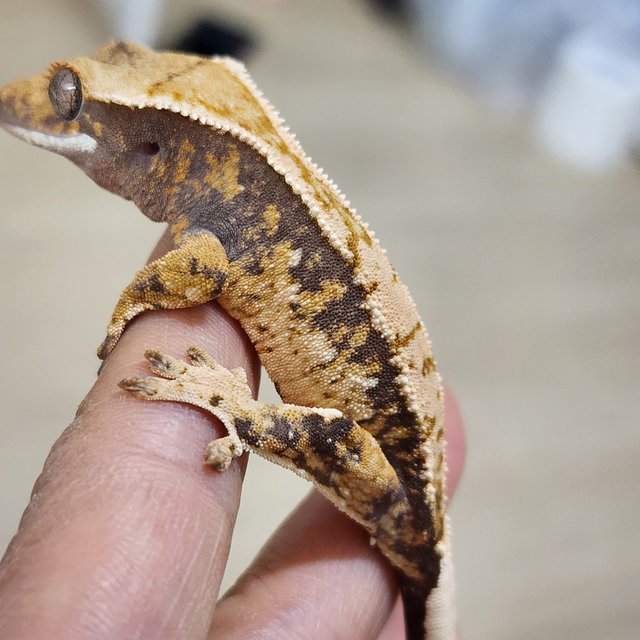 트라이 익스트림할리퀸 화이트스팟 텐저린