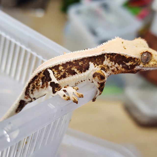 릴리화이트 풀핀 카와